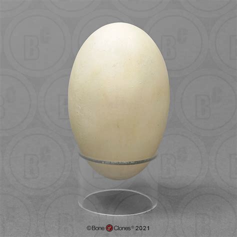  Condor Egg - A Symphony of Clay and Ancient Dreams!